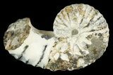 Heteromorph (Scaphites) Ammonite fossil - Kansas #187470-1